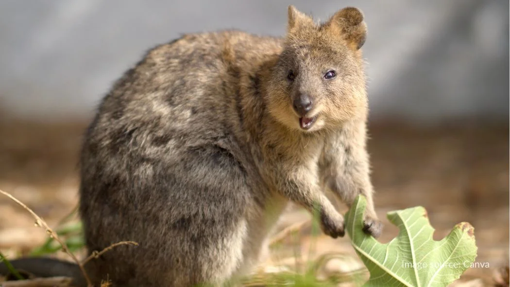 Quokka, hewan khas Rottnest Island
