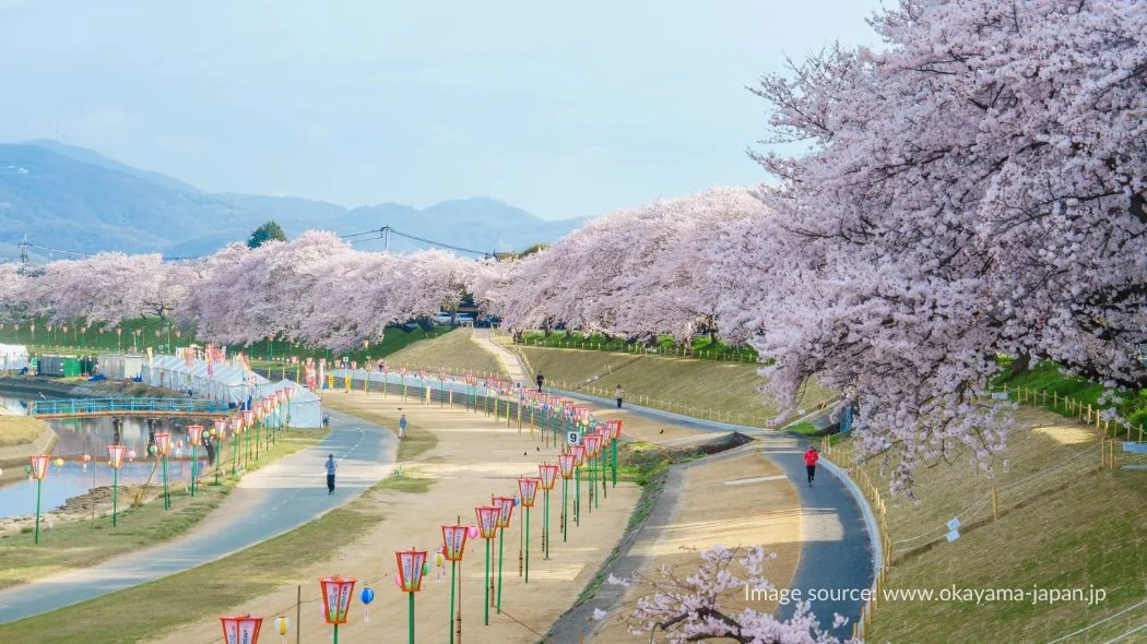 Asahi River Sakura Road