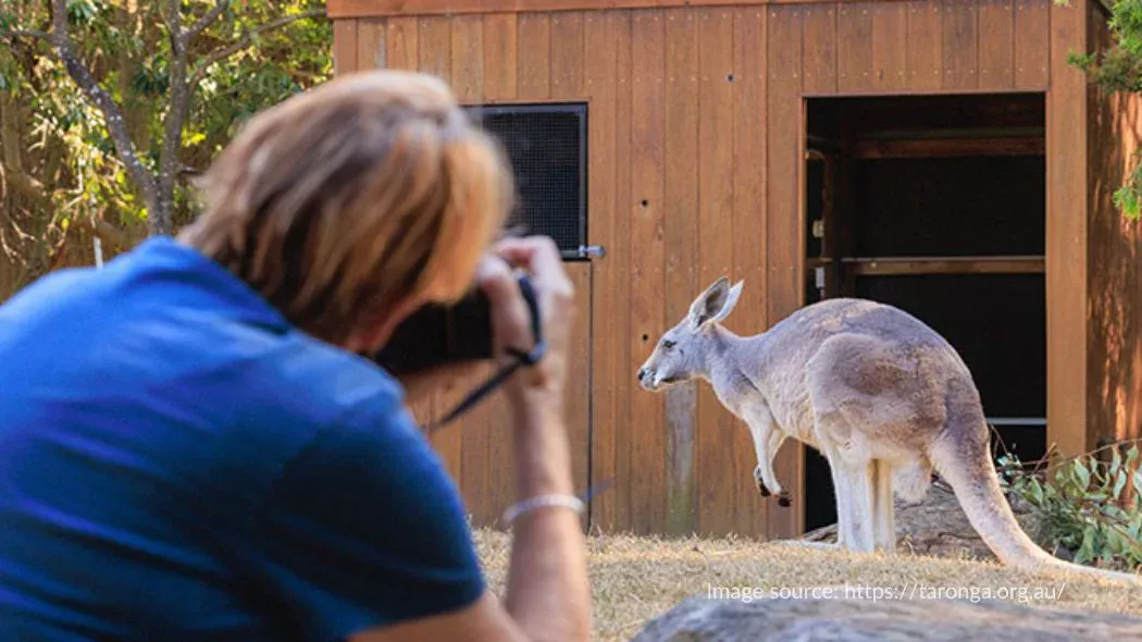 Belajar memotret kanguru di salah satu kebun binatang terbaik Sydney, Taronga Zoo