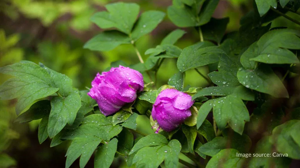 Bunga peony di taman Jingshan Beijing