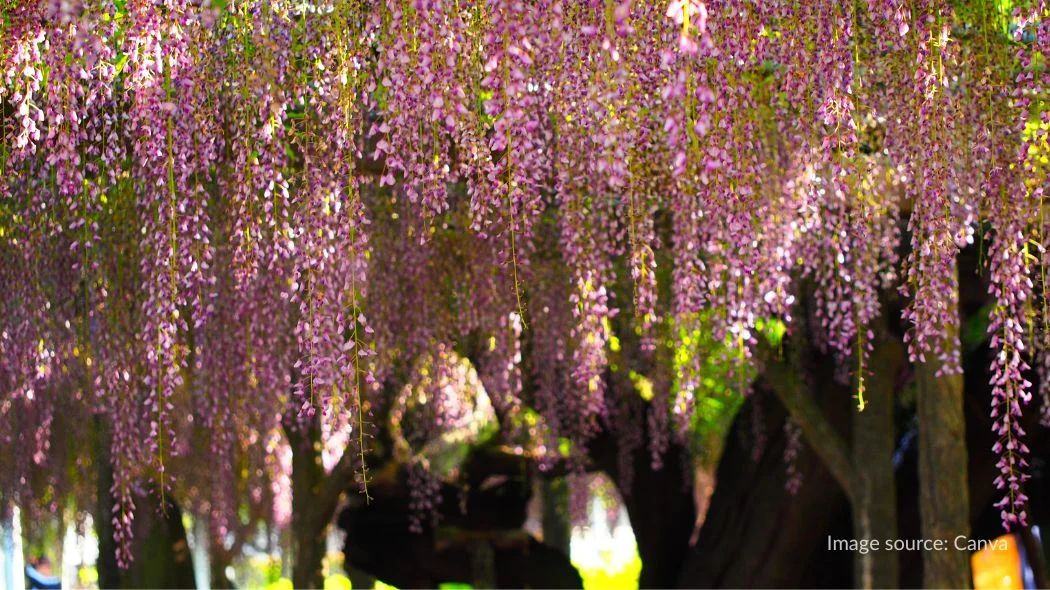 Bunga wisteria