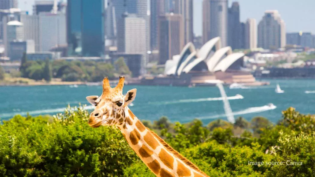 Jerapah di Taronga Zoo Sydney