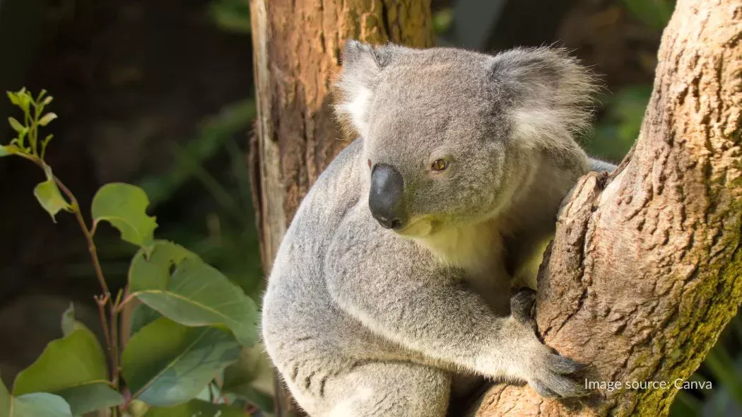 Koala di atas pohon di Taronga Zoo Sydney