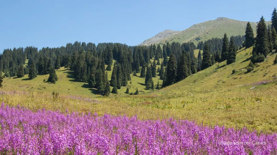 Kok Zhailau adalah wisata alam di Almaty yang dikelilingi pohon birch dan pinus