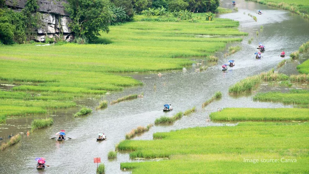 Naik perahu menyusuri sungai dan melewati persawahan di Tam Coc