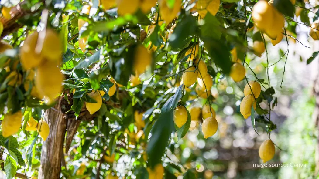 Sfusato Amalfitano, lemon khas Amalfi Coast