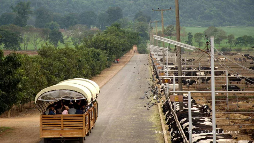 Tur dengan kereta di Farm Chokchai