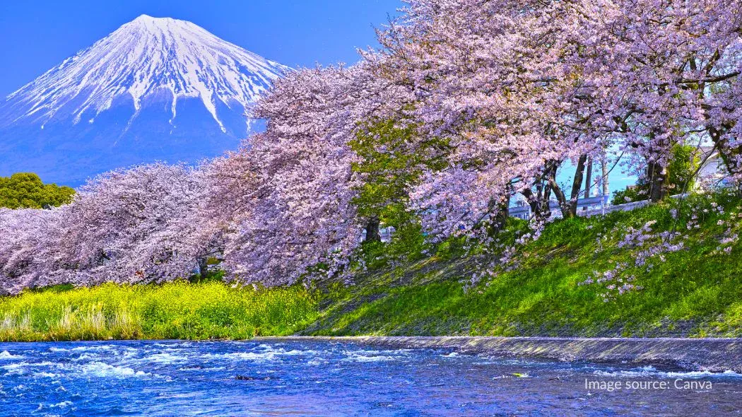bunga sakura yang mekar di tepi Sungai Urui