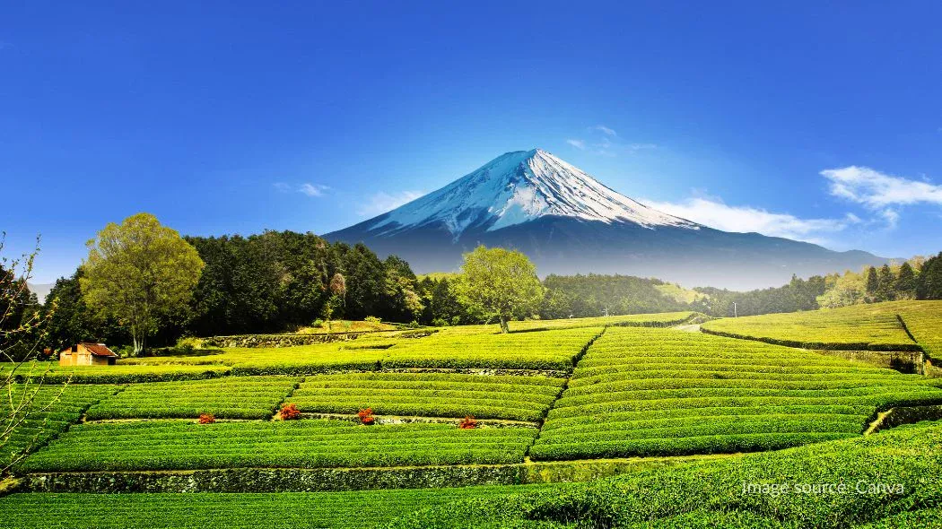kebun teh Imamiya sebagai salah satu tempat melihat gunung fuji dari dekat