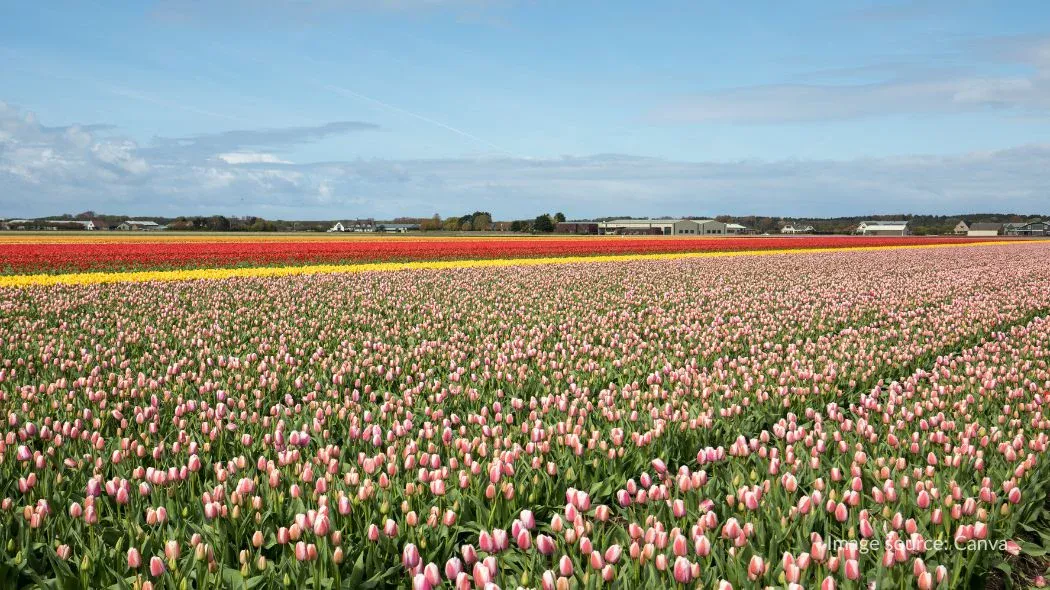 Ladang bunga tulip di Bollenstreek