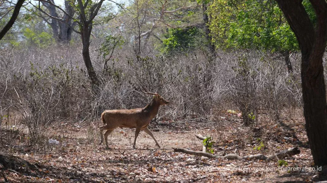 Rusa di Pulau Menjangan