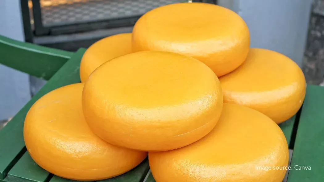 Tumpukan Gouda cheese