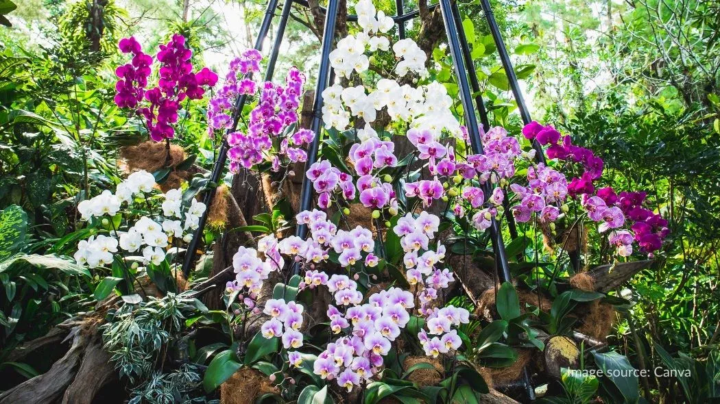 Koleksi anggrek di Singapore Botanic Gardens