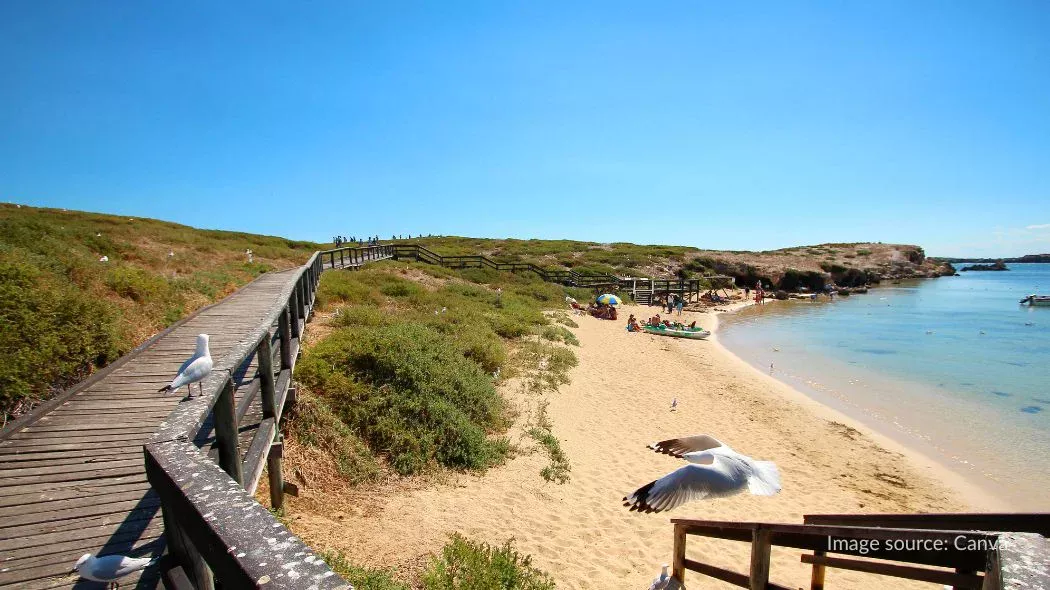 Penguin Island, tempat wisata Perth dekat Shoalwater Islands Marine Park