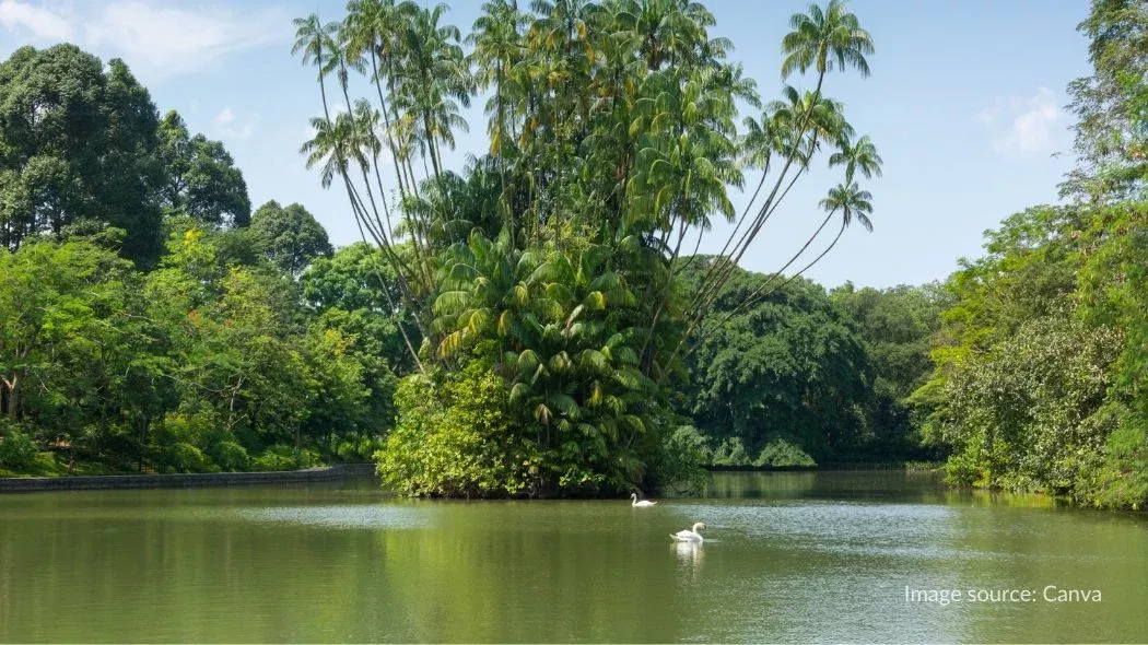 Swan Lake Singapore
