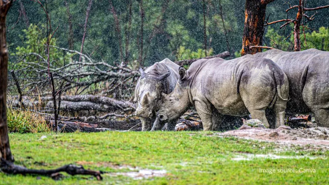 Badak di Zoo Zurich