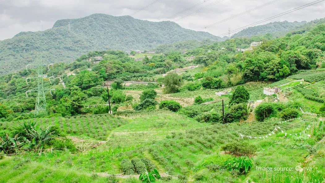 Maokong , tempat wisata taipei dengan kebun teh yang luas