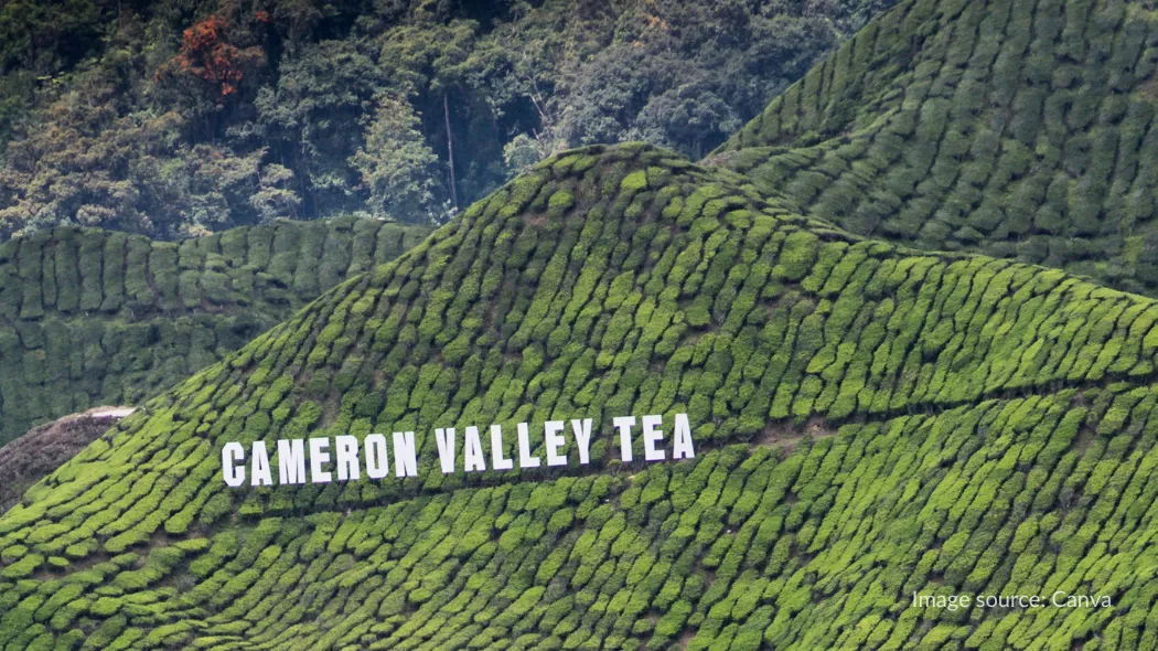 Cameron Valley Tea